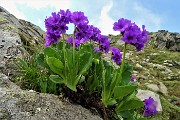 50 Primula vischiosa (Primula latifolia )